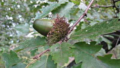 Quercus cerris