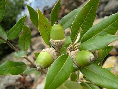 Quercus ilex