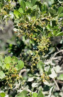 Searsia glauca
