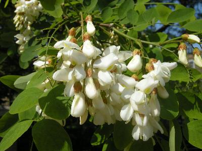 Robinia pseudoacacia