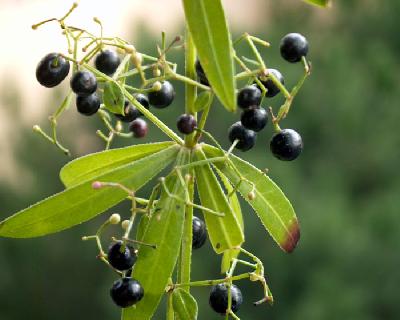 Rubia peregrina