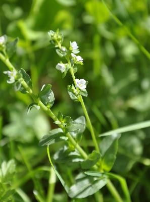 Veronica serpyllifolia