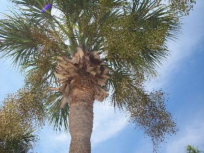 Sabal palmetto