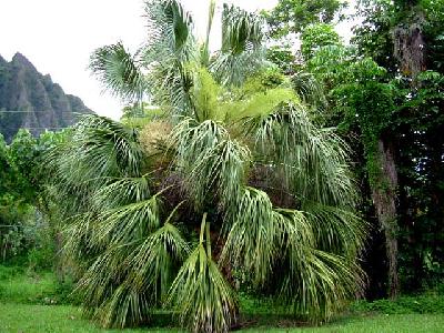 Sabal mexicana