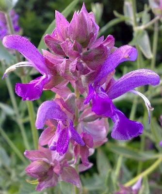 Salvia canariensis