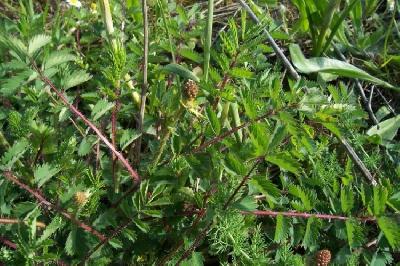 Sanguisorba minor