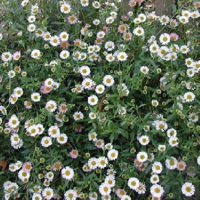 Erigeron karvinskianus