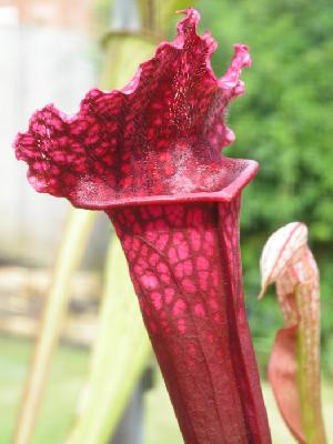 Sarracenia 'Juthatip Soper'