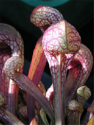 Sarracenia psittacina