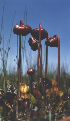 Sarracenia purpurea ssp. venosa