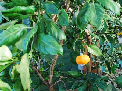 Citrus unshiu
