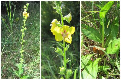 Verbascum blattaria