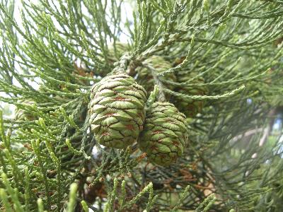 Sequoiadendron giganteum