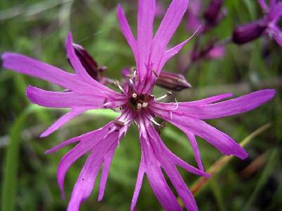 Silene flos-cuculi