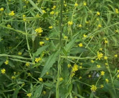 Sisymbrium officinale
