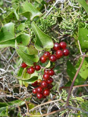 Smilax aspera
