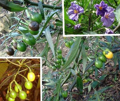 Solanum laciniatum