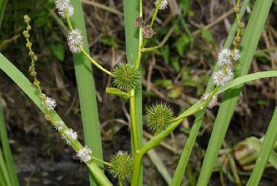 Sparganium erectum