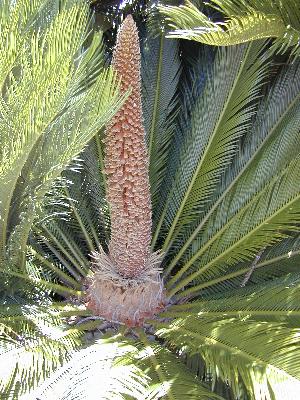 Cycas revoluta