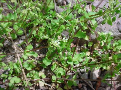 Stellaria media