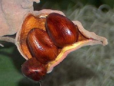 Sterculia balangha