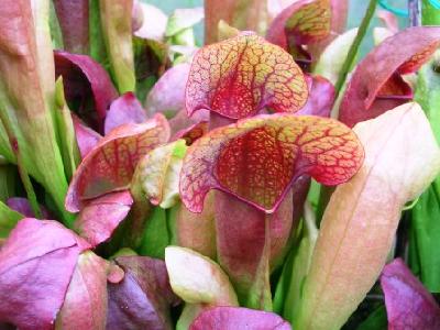 Sarracenia x swaniana