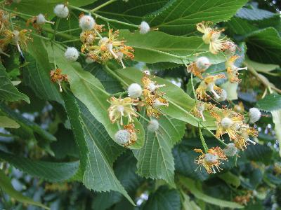 Tilia platyphyllos