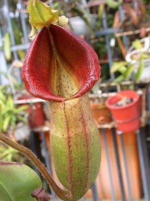 Nepenthes x tiveyi