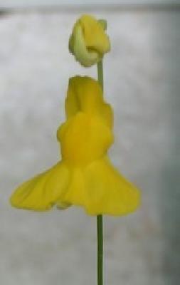 Utricularia praelonga