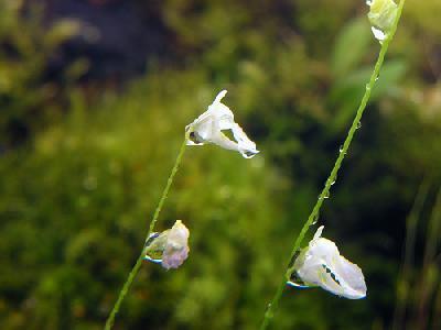 Utricularia livida