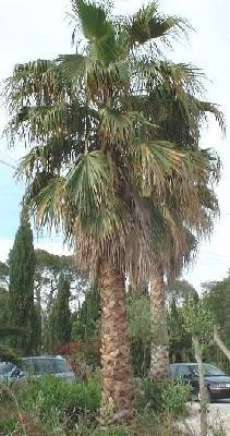 Washingtonia robusta