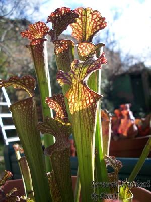 Sarracenia x farnhamii